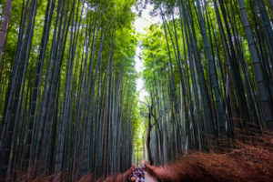 manao-harashiyama-bambouseraie-japon-organisation-voyage